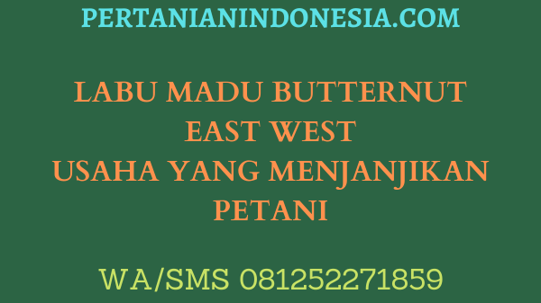 LABU MADU BUTTERNUT EAST WEST USAHA YANG MENJANJIKAN PETANI